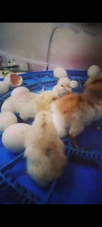 فقاسة • ٥٢ بيضة • يو بي اس