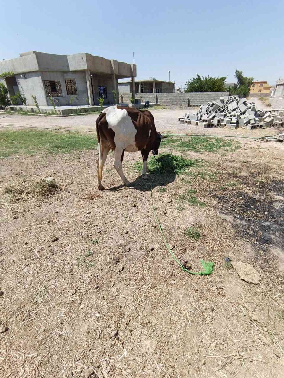 ابكره هولنديه عشار ٣اشهر والده بطن وشايلتو ثاني مكفله علا كل عيب بعد الولاد مكان قريه اصبيح سعره مليون و ٨٥٠ ومجال قليل ***********
