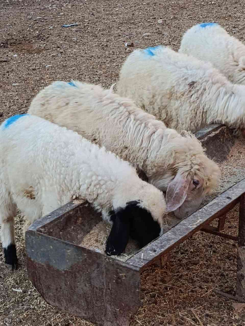 يوجد طليان و فطايم العدد 5 الكلي شرط نصاحه سعر الوحد 200الف المكان بيجي رقم الهاتف ***********.    ***********
