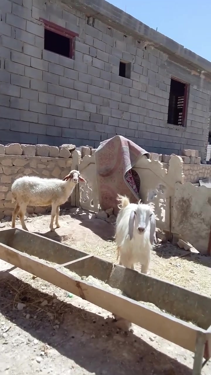 بسم الله الرحمن الرحيم 

اخوان اسمع الفديو للاخير واتصل

حلال  للبيع العدد عنز و نعجه  سن وشطر ونصاح العنز  اول بطن ونعجه ام ثالث صور سنونهن موجوده  

كلهن معشرات ... ماخذات فحل 

 مكانه حديثه يوجد توصيل داخل محافضه الانبار 

رقمي وبي واتساب ***********

بخصوص السعر.... العنز ب 225

والنعجه ب 215

 اتصل ودلل
