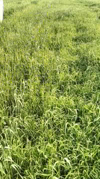 سفحه • واسط كوت • ١٢٠ دونم