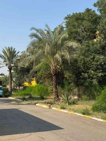 السلام عليكم مستعدون التكريب النخيل وقص التمر وقطع الشجار والنخيل التوصل واتساب او تصال***********
