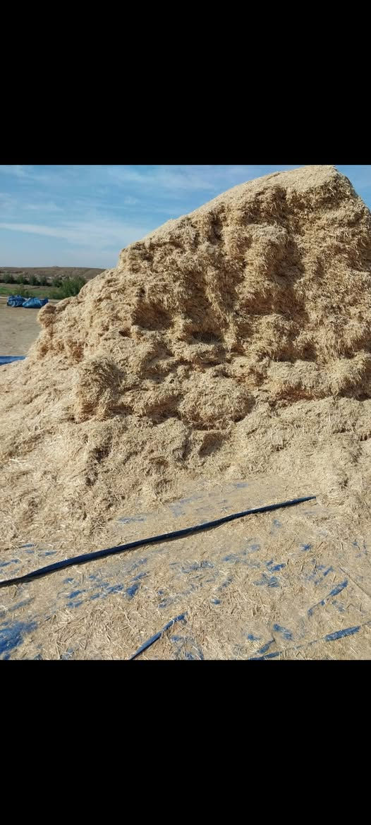 السلام عليكم تبن لبيع بنسب لسعار لرايد تبن يتصل *********** وتوصيل بابل ديوانيه  وكربلاه وبغداد
