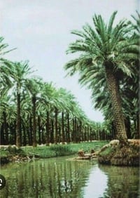 طابو ملك صرف • ابو الخصيب السبيليات • ٢٥٠م