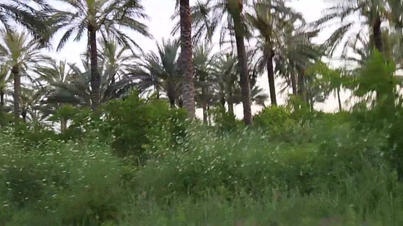 السلام عليكم بستان للبيع 9 ونص دونم طابو زراعي سند 25 ديالى منصوريه الجبل قرب صدور السياحي منطقه سياحيه كلش بستان مخدوم خير من الله تسقى سيح ماطور قطاس مسيجه مخدومه بيها قاعه دواجن مع 2 بيت واحد جاهز والثاني قيد الانشاء أي استفسار ع الرقم اتصل ***********
