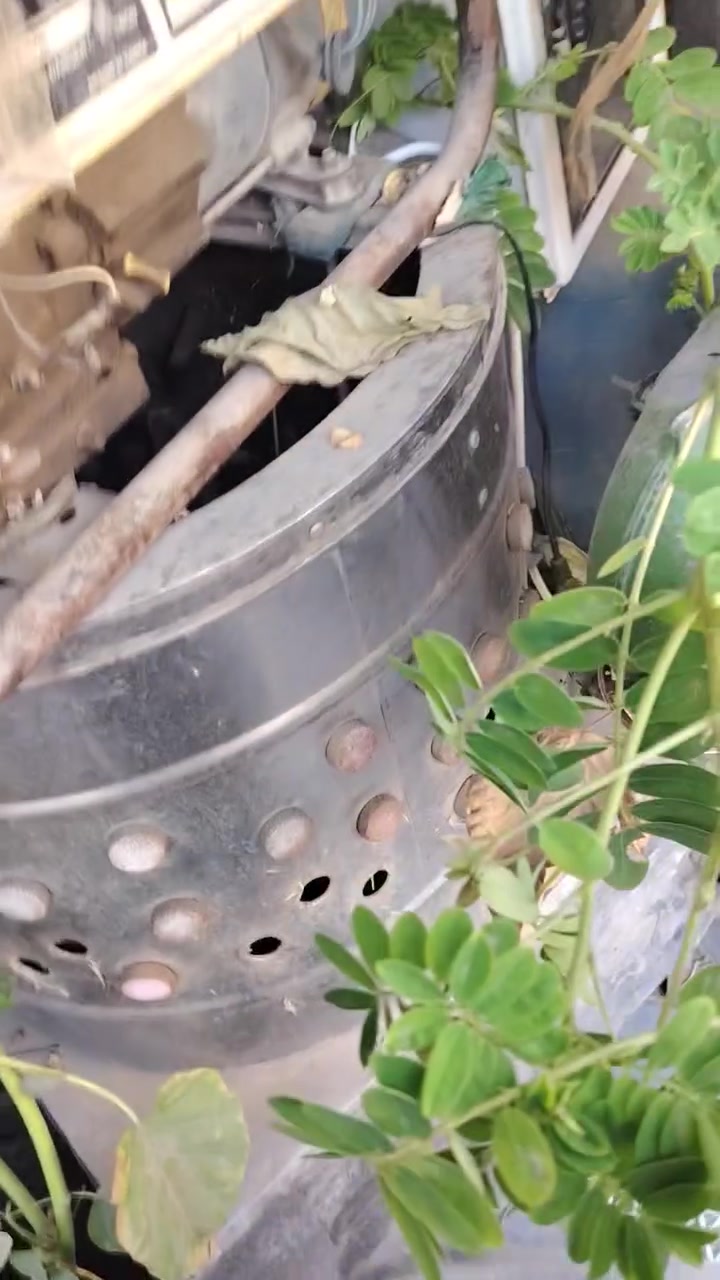 شباب غراض مال دجاج لبيع كاملات
اليردهن ينتصل ***********
