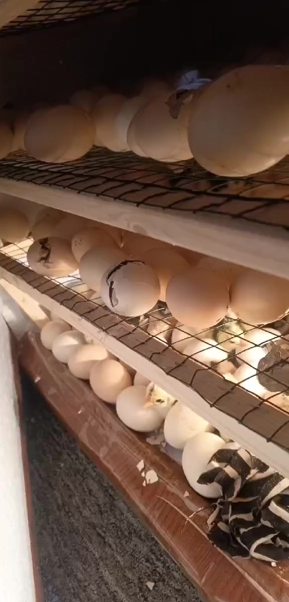 فقاسة للليع جديدة هاي اول وجبة تاخذ350 بيضة شتريها من مفاقس الموصل قبل 22 يوم 150 الف اخذتها رايدها ب90 الف  خير من الله تفقيسها 100/ سبب البيع ماعندي مكان والله مكاني موصل حي السماح رقم الهاتف ***********
