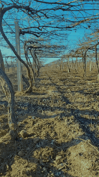 سلام عليكم... مكلف بنشر👉
اعلان# يوجد لدينا بستان عنب للبيع في قضاء الضلوعية #
نضام البستان تقطير
المساحه 6 دونم
ومحاط بسياج (ب ار سي) قفل ومفتاح
الماء متوفر بدون رشن
نوع العنب اسود بلد + ديس عنز +كمالي +حلواني
كل هاي الأصناف درجه اولئ
البستان كما في الصور
اتصال علا الرقم التالي اذا كنت جادآ وشكرآ (***********)
