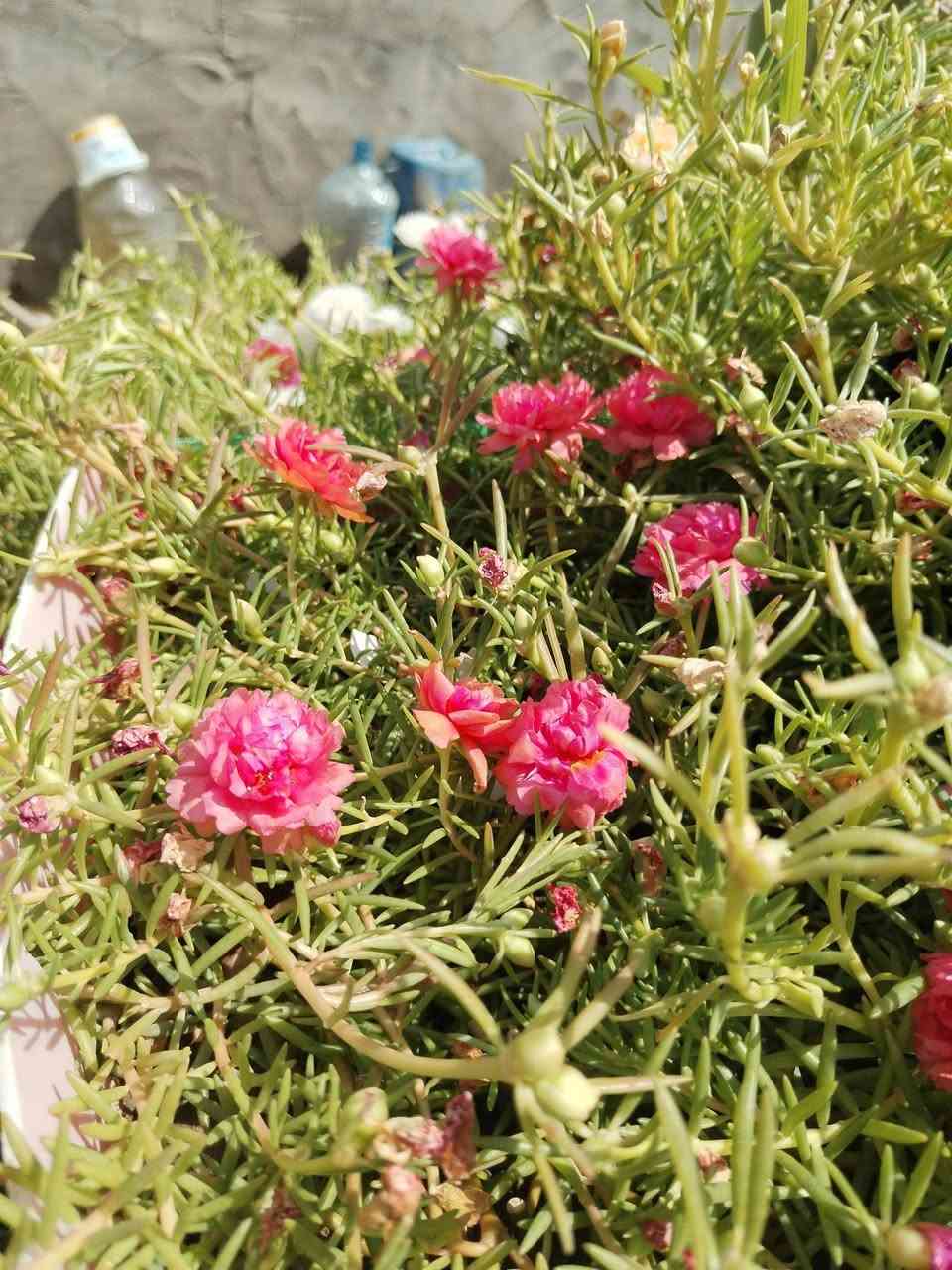 تزهير اليوم السبت ١٨ /٧ /٢٠٢٦ ورد الصباح العراقي الوان لطلب والحجز واتساب
*********** السماوه أو مراسلة الصفحه يوجد خدمة توصيل طلبات داخل السماوه ولكافة المحافظات لباب البيت أنواع البذور الاستوائية النادره
