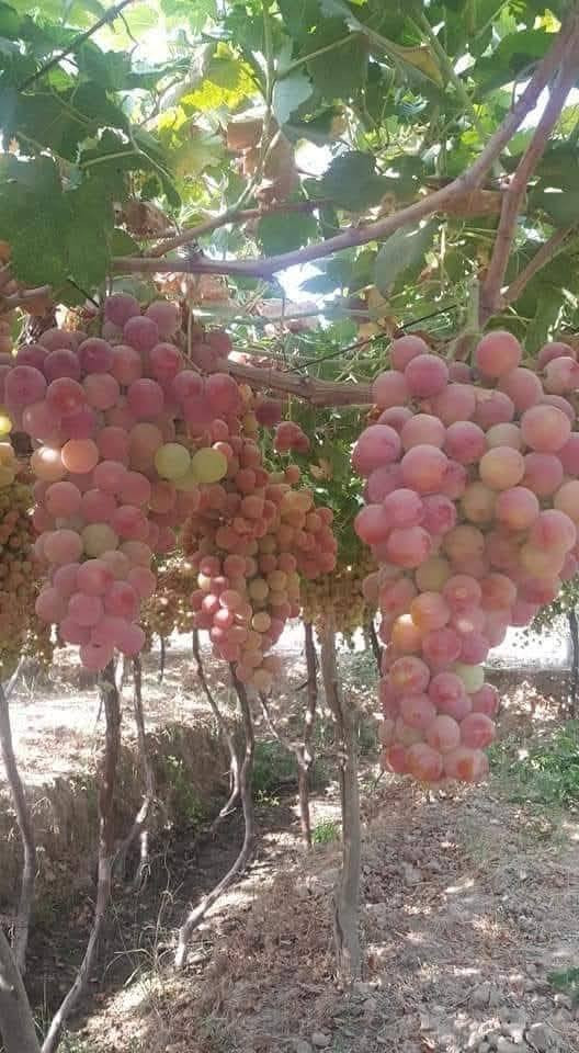 يتوفر لدينا شتلات عنب حلواني خشن ارتفاع ٣ أمتار.
سعر الشتله ٢٥ الف
للحجز والاستفسار الاتصال على الرقم *********** جاسم الخليفاوي العنوان الخالديه شارع العام مقابل بلديه الخالديه.
