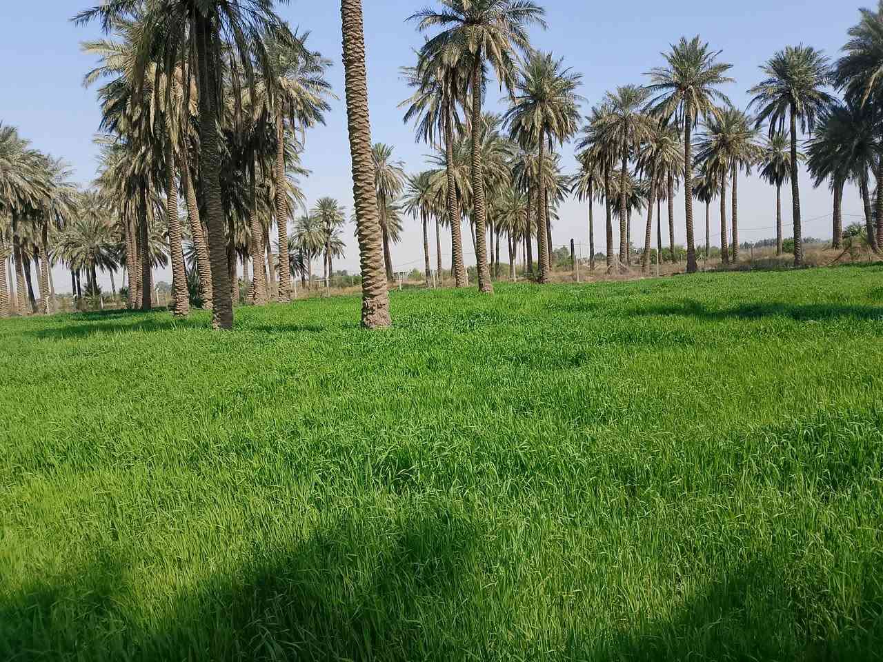 سلام عليكم يوجد أرض زراعيه البيع المساحة 5دونم العنوان كوت اليوسفيه للاستفسار ***********
