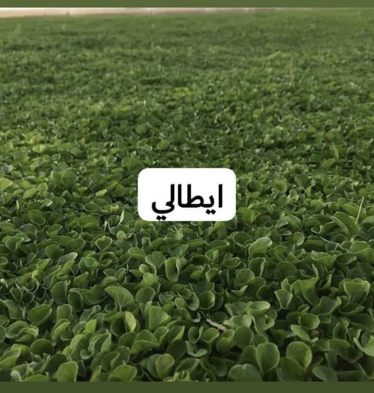 باسعار ثيل ديالى الطبيعي 🏡
أهلاً بكم في مجموعه مزارع ديالى لثيل الهندي الطبيعي 🌿🌱
 نقدم لكم افضل انوع الثيل الطبيعي عالي الجوده يتحمل كافه الضروف البيئية.🌦️🌞
دائم الخضرة🌿🌳 وباسعار تنافسيه وعروض مميزة ☘️❤️
#مستعدون لتجهيز وفرش الحدائق🏡 ودوائر الدولة🏡والمنازل🏡🏡
و تجهيز الملاعب🏟️ والمنتزهات بانسب الاسعار مع ضمان الجودة العالية في العمل👷👷

مع خدمة التوصيل خلال24ساعه🚛🚛  
الاسعار 💵💸 تختلف حسب الكمية 
للاستفسار الاتصال على : 
او التواصل مع الصفحه عن طريق ارسال رسالة على الوتساب او الاتصال📞‏
*********** 
***********
