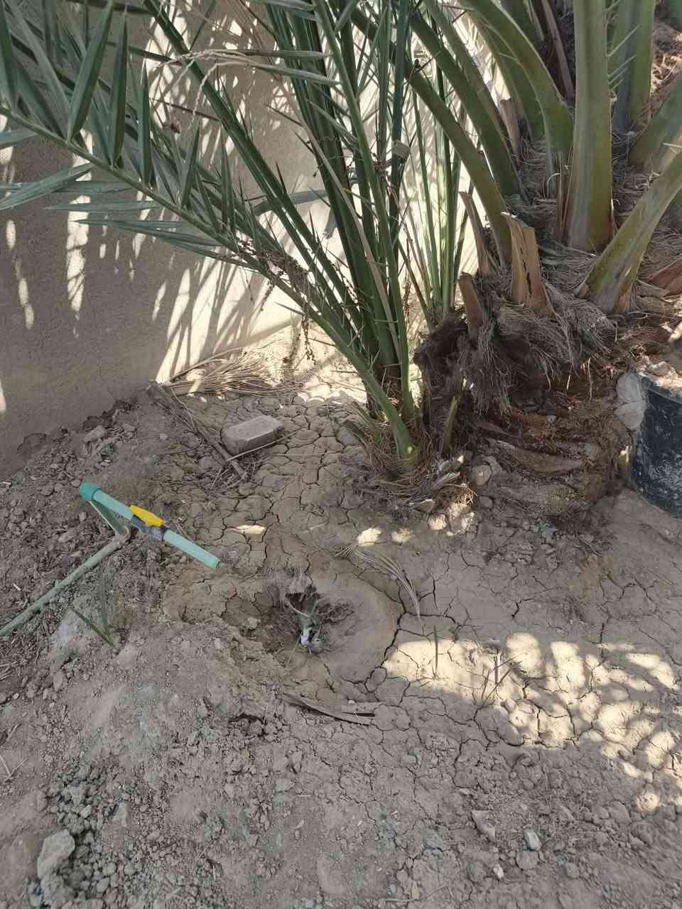 السلام عليكم فروخ برحي للبيع حر المكان بني منصور ابو غريب ***********
