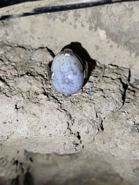 سليماني • قديم • شوية فضة