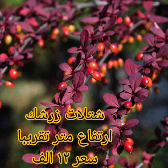 🌿 مشتل نباتات نادرة 🌿
توفرت مجموعة مميزة من أجمل النباتات 🤩
كل نبتة بجمالها وسحرها الخاص 💚

📦 التوصيل متوفر لجميع محافظات العراق
📞 ***********

خلي لمسة الخضار والجمال ببيتك أو حديقتك 🌿✨
