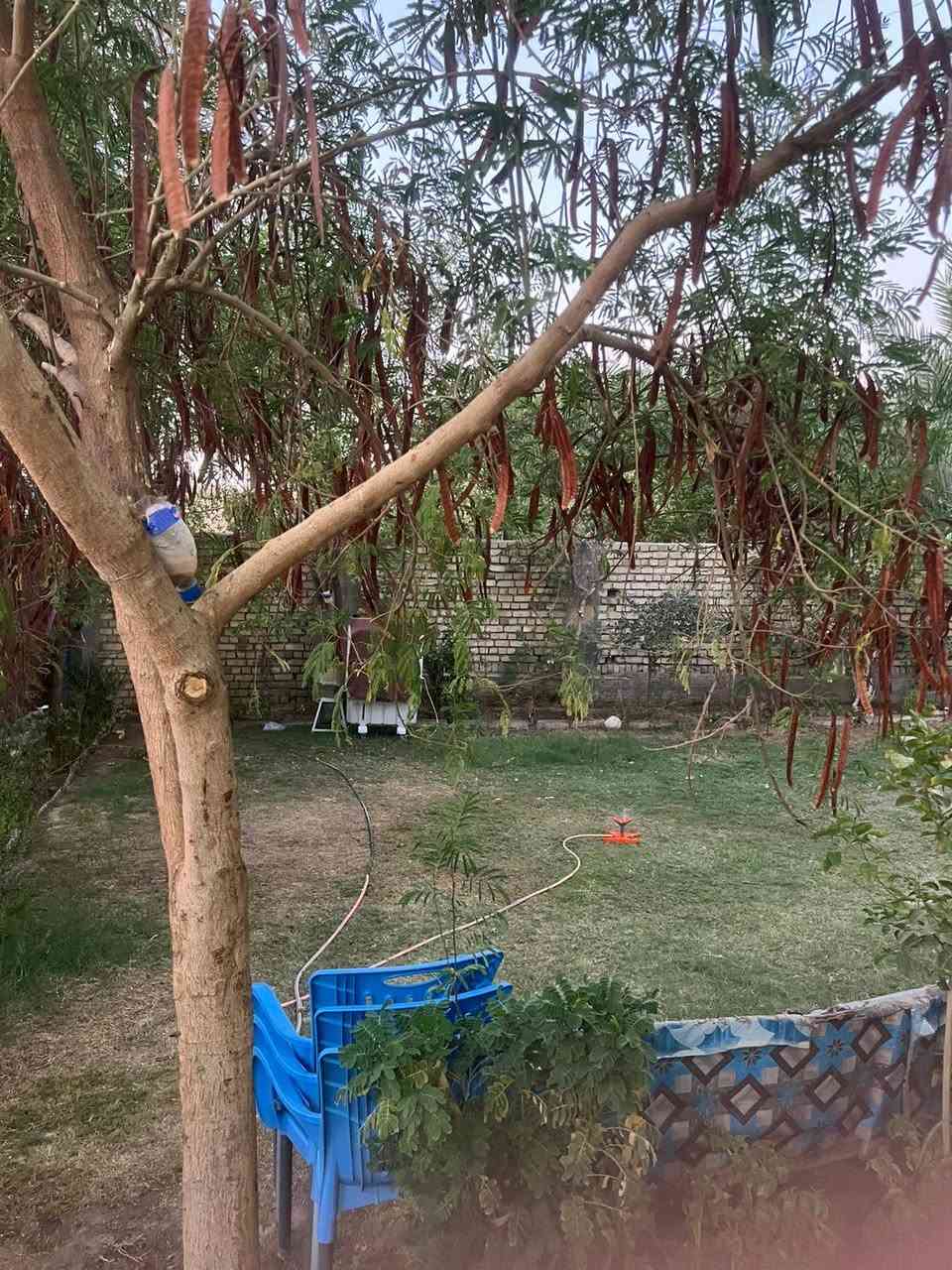 السلام عليكم
✨🏡 فرصة ذهبية لامتلاك منزل فاخر بموقع مميز واستثماري 🏡✨
📍 الموقع: شمال بابل – ناحية السدة – حي الزهراء (العلكاية) – قرب مولدة سيد صادق

للبيع منزل فاخر وحديث البناء، مشيّد بأفضل المواد الإنشائية وبتسليح درجة أولى، يجمع بين فخامة السكن وروعة الموقع وقوة الفرصة الاستثمارية.

🔹 المساحة الكلية: 800 متر²
🔹 مساحة البناء: 250 متر²
🔹 إجمالي مساحة بناء الطابقين: 500 متر²

⭐ مميزات العقار:
✅ طابو زراعي سند 25
✅ موقع حيوي ومميز قريب من الشارع العام
✅ ركن على شارعين مع تبليط كامل
✅ بناء حديث وتسليح درجة أولى وفق أعلى المواصفات
✅ جميع الخدمات متوفرة ومكتملة
✅ مساحات واسعة توفر الراحة والخصوصية
✅ مناسب للسكن العائلي الراقي
✅ فرصة استثمارية واعدة مع قابلية عالية لزيادة القيمة العقارية مستقبلاً

🌟 عقار يجمع بين الموقع المتميز، والمساحة الكبيرة، وجودة البناء، ليمنحك سكناً مثالياً واستثماراً آمناً في آن واحد.
📞 للاستفسار والمعاينة:
(***********)
