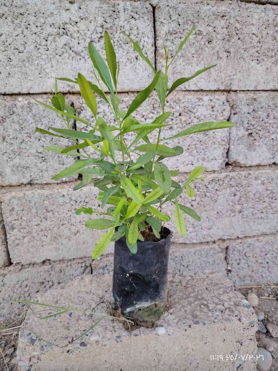 🏡السلام عليكم...... 🌹🌹🌹
🏡متوفر لدينا شتلات ددونيا 

🏡السعـــــــــــــــر 500دينار.. 

🏡العنوان ناحية النمرود قرية شنــــــــــف 

🏡رقم الهاتف ***********
