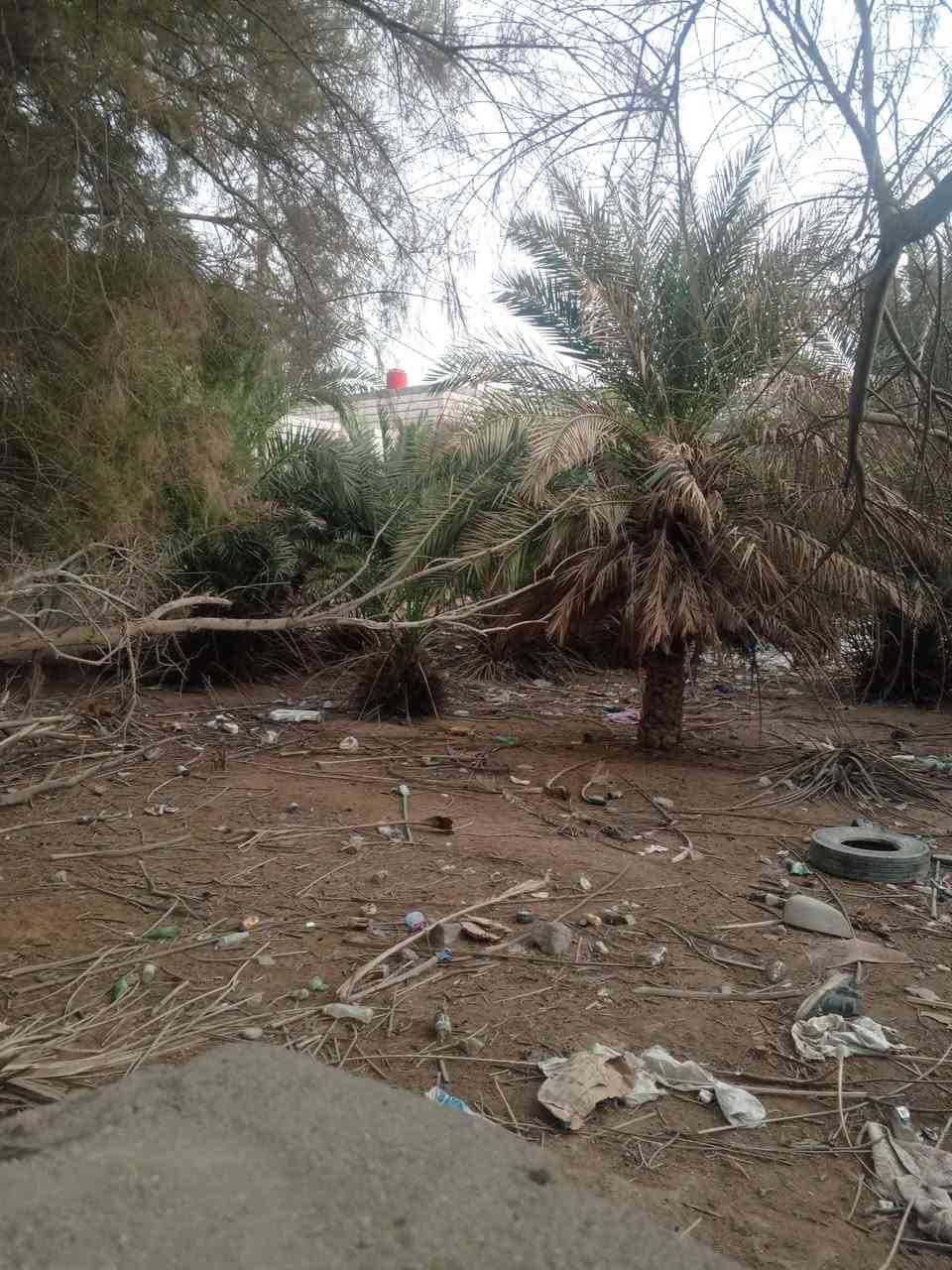 سلام عليكم متوفر 1000متر ابو الخصيب طريق صحراء طابو عراقي زراعي سند 25 سعر 145 بي مجال قريب علة شارع 300متر عن تبليط تصال على هذا الرقم بي واساب ***********
