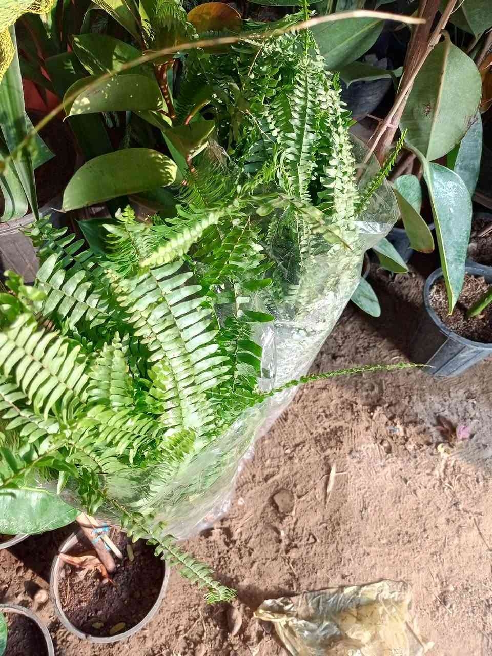 💯💯💯💯💯مشتل الجمعيه 💯💯💯💯💯 
يتوفر لدينا كافه انواع النباتات الظليه والخارجيه 
الدجيل الجمعيه خلف الدفاع المدني 💯 
للاستفسار *********** واتساب مازنجر 
توجد لدينا خدمه توصيل داخل الدجيل 💯
