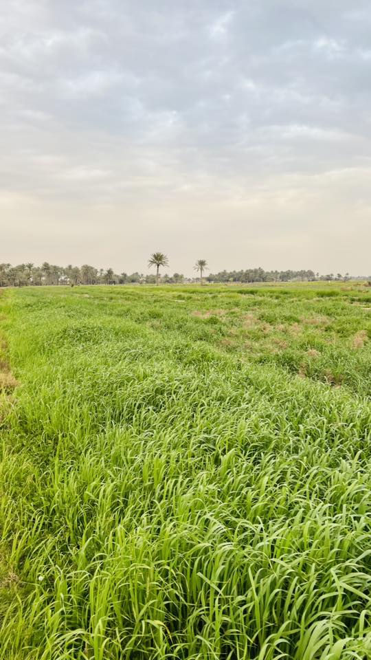 جاير ضمان 6️⃣ ماشير واسط الزبيديه منطقه شبيشه ‭٠٧٨٠ ٧٨٠ ٠٣٧٣‬
