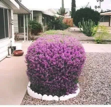 السلام عليكم متابعينا 🤍.
بمناسبة الموسم الربيعي نعلن عن توفر وجبة جديده من نبات حارس تكساس  💜🪻

بأرتفاع ٥٠ سم تقريباً ✨🩷
 السعر ٩ الف 💛

الوصف النباتي بالاسفل.
نبات حارس تكساس 
نبات ليكوفليوم
او يسمى حارس تكساس نبات شجيري كثيف أوراقه رمادية اللون وموطنه المكسيك وولاية تكساس. ويصل ارتفاعه إلى نحو 2.5 م وعرضه نحو ذلك. والأوراق ناعمة تعطي للنبات شكله المتماسك، وأحياناً تغطي الأزهار ذات الألوان البنفسجية و الوردية كامل النبات وهو ما يعطي للنبات لوناً فاتحاً بهيجاً في الربيع ورائحة مميزة في فصل الصيف.
ويحتاج نبات ليكوفليوم إلى ضوء الشمس المباشر ☀️☀️والحرارة الشديدة🥵🥵. أما في الظل فيكون نموه غير منتظم الشكل. والنبات شديد التحمل للجفاف🥵🥵 ويجود نموه في الترب جيدة الصرف والقلوية والرملية التي قد تكون فقيرة أو حصوية. والنبات يتحمل الصقيع🥶🥶، ويحتاج إلى الري المعتدل، أو الغزير أحياناً في فصل الصيف، مع مراعاة تجنب الري الغدق. ويكون التكاثر بالعقل. وعادة لا يصاب النبات بالآفات
وهذا النبات متأقلم مع الظروف الصحراوية، وأول ما أدخل إلى المناطق السكنية في الرياض كان في أوائل الثمانينيات من القرن الماضي  حيث لوحظ أيضاً إمكانية قصه على هيئة سياج وأشكال جمالية. ويصلح لأن يكون نباتاً مميزاً يعطي تبايناً في الألوان مع النباتات الأشد منه خضرة، ومتطلبات الرعاية منخفضة، لكن التقليم يجعل المجموع الخضري للنبات كثيفاً.
الموطن: البحر المتوسط , شبه الاستوائية , شبه البحرالمتوسط , معتدلة
الرطوبة: شبه قاحلة , قاحلة جداً
الإكثار: التعقيل , زراعة البذور و نقل الشتلات
الرعاية: منخفص
الظروف البيئية
البيئة الحضرية: مقاوم
الجفاف: مقاوم
البيئة الغدقة: حساس
الري: منخفض
درجة الملوحة: متوسطة < 3000 جزء بالمليون
تحمل الصقيع: -15 مْ
النمو: معدّل نمو اعتيادي
الإرتفاع: من 1.5 الى 2.5 م
التمدد: من 1.5 الى 2 م
طبيعة الأوراق: دائم الخضرة
ازهاره اللون: أرجواني
الحجم: من 2 الى 3 سم
موعد الإزهار: من مطلع مارس حتى نهاية يونيو
موقع الإستخدام :
الأماكن العامة المفتوحة , منطقة مشاة , تشجير الشوارع , الريف , حديقة صخرية , تشجير التلال , استقرار التلال , تشجير المتنزهات , حديقة السهوب , حديقة خاصة , حديقة معلقة ممتدة , زراعة بستان , سياج زهري , سياج منخفض الارتفاع , مزرعة صغيرة في وادي ,

📍 متوفر توصيل لجميع محافظات العراق 🚗🚗 
📍 للحجز والاستفسار يرجى مراسله الصفحه او مراسلتنا على واتساب من خلال الرقم:
***********
