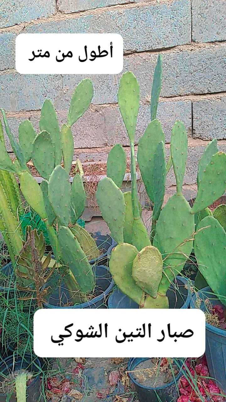 للحجز والاستفسار على رقم 

الواتس اب *********** بغداد, العراق
