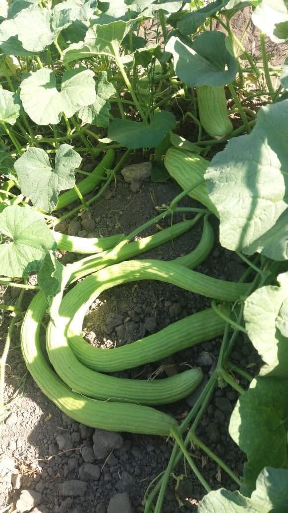 �✨ على بركة الله وصول بذور خيار ✨🌱
(المي / العطروزي)

🔹 لون مرغوب في السوق
🔹 إنتاج غزير بإذن الله
🔹 عمر نباتي طويل
🔹 متحمل للظروف الجوية
🔹 جودة عالية ونتائج مضمونة

📦 العبوة: قوطي 100 غم
💰 أسعار مناسبة للجميع

🚚 خدمة توصيل متوفرة

📍 كركوك – الحويجة
📞 واتساب: ***********
📞 هاتف: ***********

🌿 مكتب المنزلة الزراعي يرحب بكم ونتمنى لكم موسم ناجح 🌾
