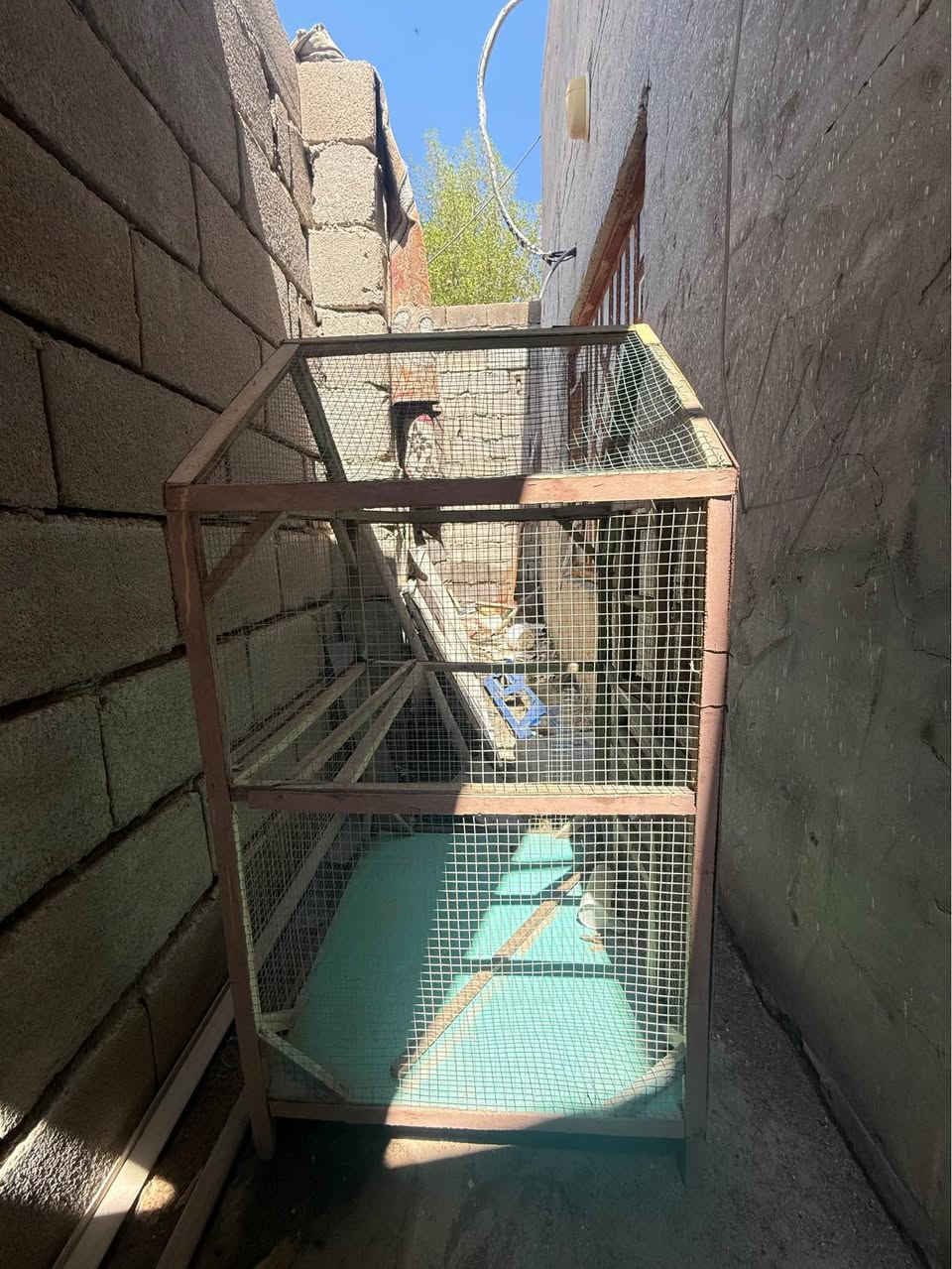 شوفتكم عينك وعارضهم للبيع خلي سعر من يمك بالتعليقات 
وانا أجاوبك الزبير, البصرة


**إذا كنت صاحب هذا الإعلان وتريد حذفه لأي سبب، رجاءا أرسل رسالة إلى الدعم الفني**