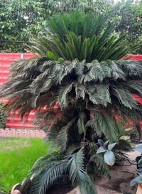 سايكس للبيع ارتفاع اكثر من متر سعر 800 الوحده عدد 2 العمر اكثر من 27 س...