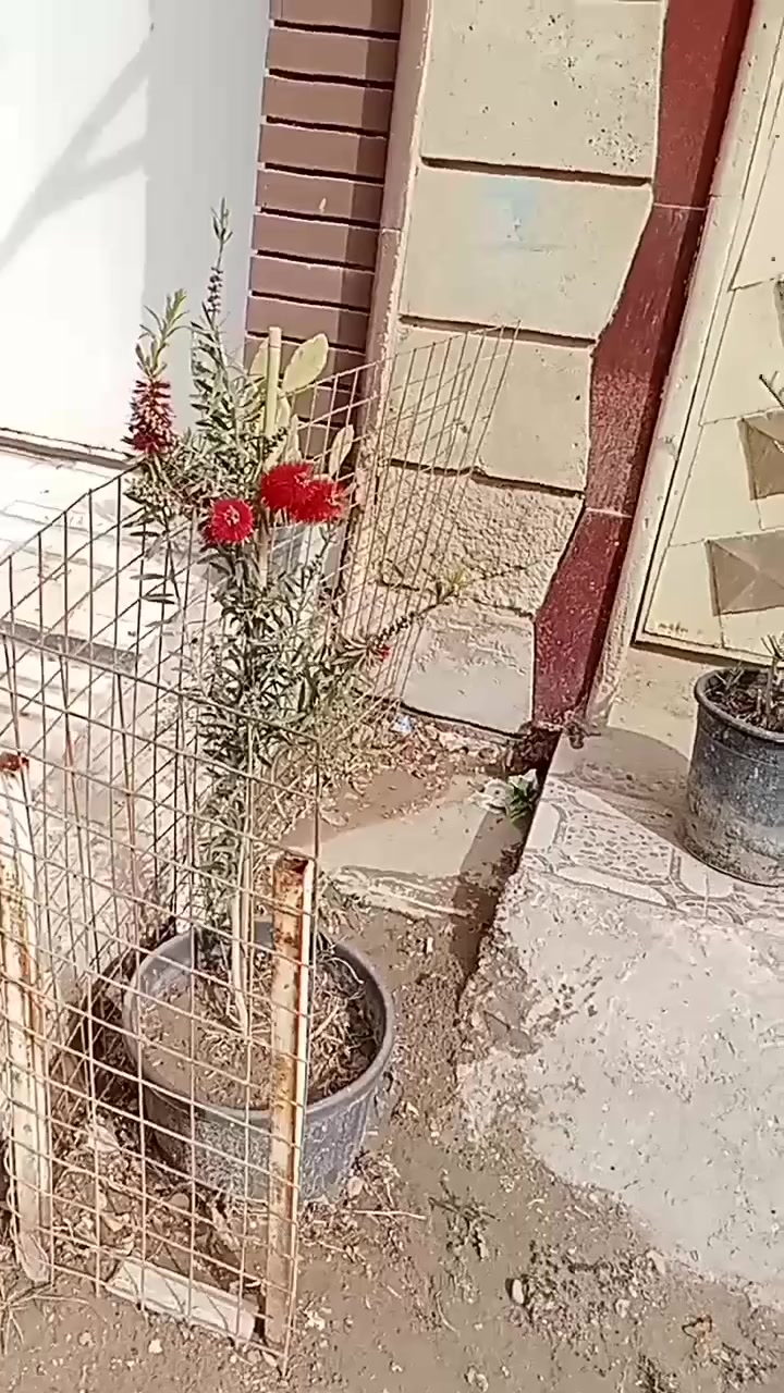 الفرع الاول ال قضاء سومر ريق سومر عفك 
الفرع الثاني طريق ديوانيه دغاره مجاور مدينة الروان السكنيه ***********
