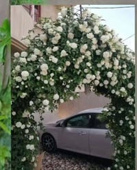 متسلق • ورد جوري • توصيل