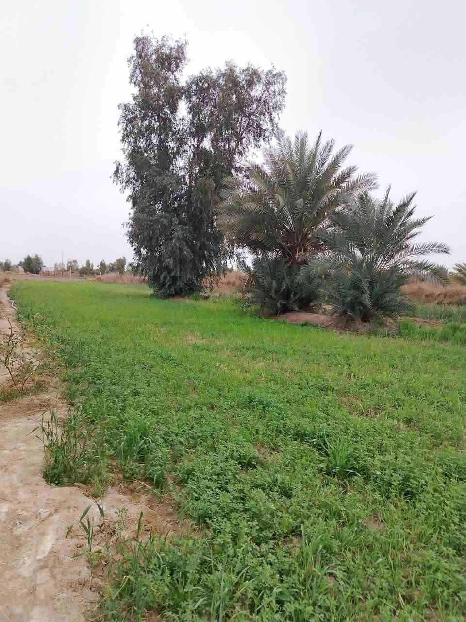 سلام عليكم ارض للبيع المساحه دونم ونص ع طريق السنيه مقابل معمل الكاشي سيد ابراهيم للاستفسار اتصل ***********
