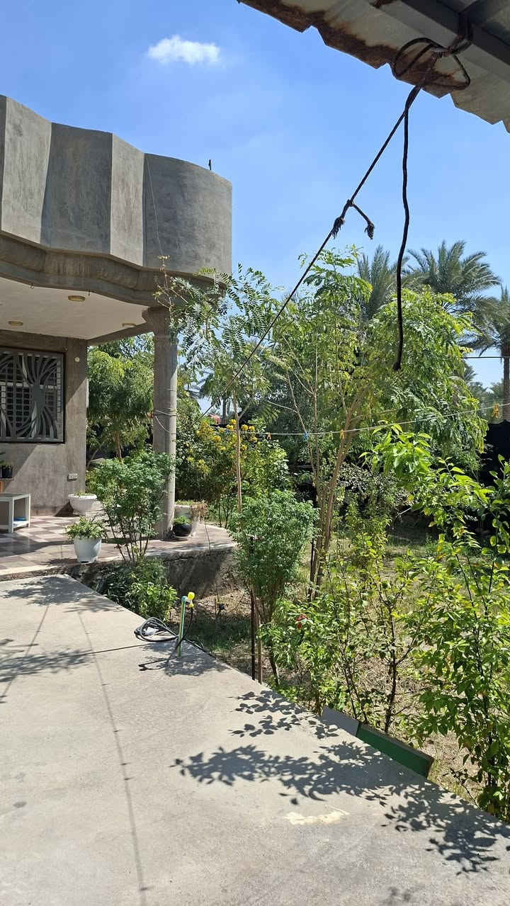 دار للبيع 🏠 او مراوس مساحه 600 متر العنوان بابل قرب الساده  ابو خطه تبعد عن الشارع 500متر الشارع كله سبيس لحد باب الدار واضافه مع الدار قطعه ارض كبيره تكدر تبني بيها اكثر من بيت من ضمن البيت كاونتر  الاتصال على الرقم *********** او واتساب
