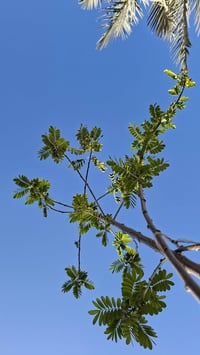 أكاسيا جلوكا • شجر • بصرة ابو الخصيب