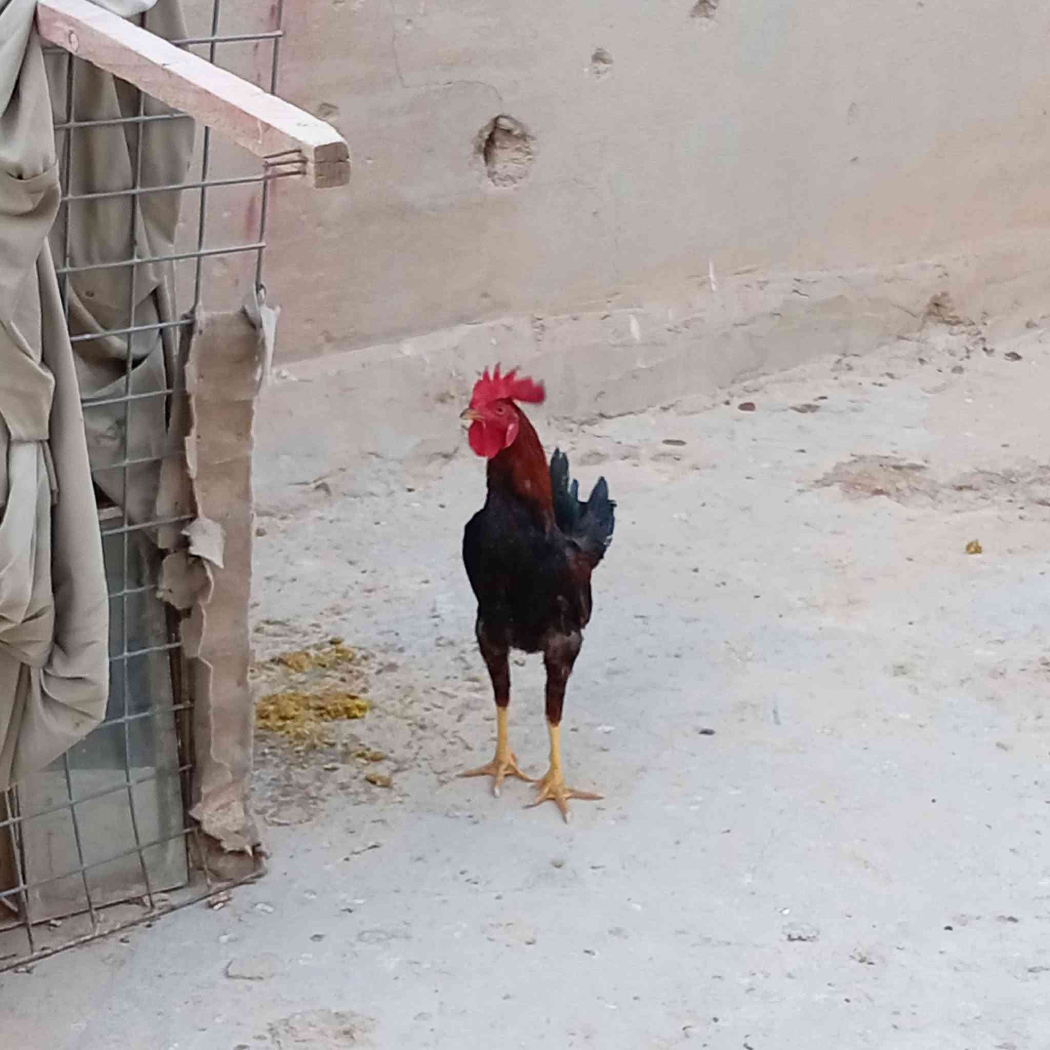 ديج اللبيع عرب كلشي مابي السعر 20بي مجال  مكان فلوجه حي الشهداء التوزيع الجديد رقمي ***********
