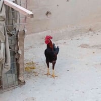 للبيع • فلوجه حي الشهداء • التوزيع الجديد