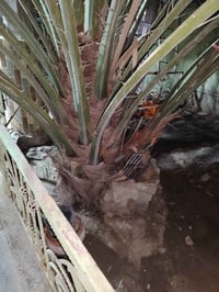 نخلة برحيه • البصره القرنه • الشرش الحاج ناصر