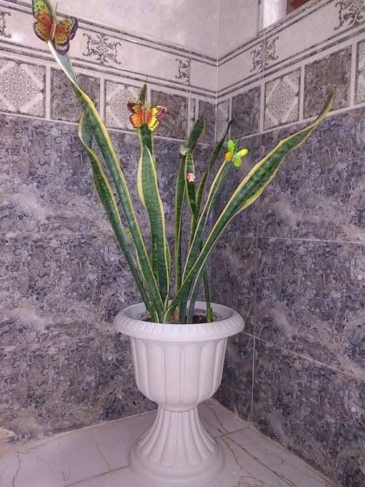 🪴سندانه حجم كبير ارتفاع ٤٠سم 🪴
🎊🎉جدا قوي تتحمل الظروف المناخية 🎊🎉💐
🪴🎉🎊متوفر ا الالوان  بيجي ❤️
🥇٣ با ١٠ الف 🥇
🚕توصيل كل محافظات العراق 🚕
🪴الزرع لعرض فقط 🪴


**إذا كنت صاحب هذا الإعلان وتريد حذفه لأي سبب، رجاءا أرسل رسالة إلى الدعم الفني**