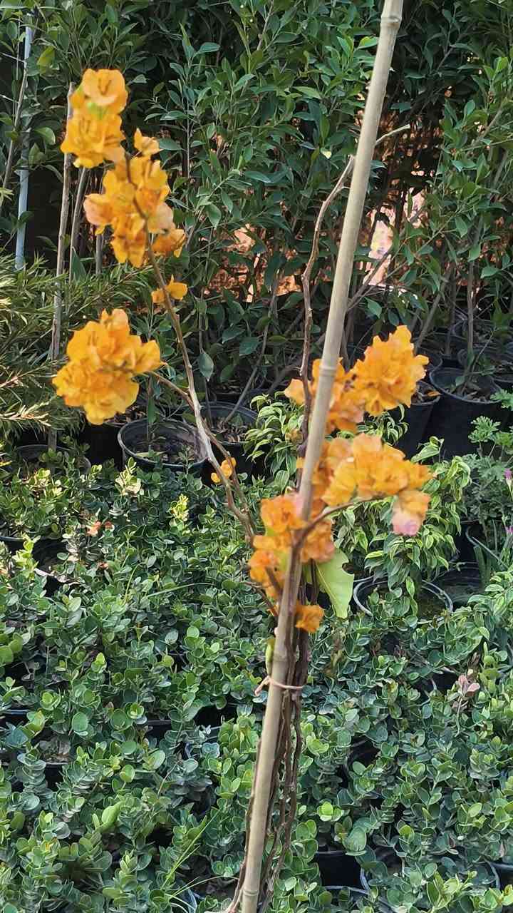 اللهم صلي على محمد وال محمد ❤️


**إذا كنت صاحب هذا الإعلان وتريد حذفه لأي سبب، رجاءا أرسل رسالة إلى الدعم الفني**