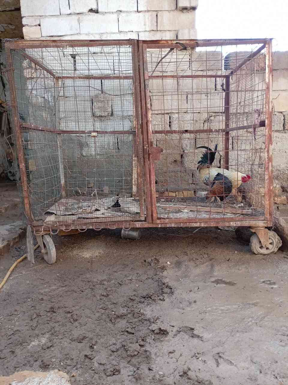 سلام عليكم قفص حديد للبيع
السعر 60 وبي مجال


**إذا كنت صاحب هذا الإعلان وتريد حذفه لأي سبب، رجاءا أرسل رسالة إلى الدعم الفني**