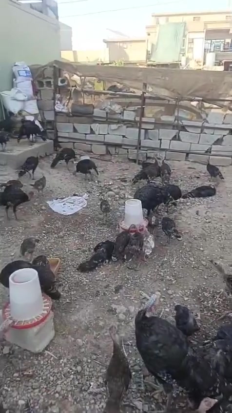 فسيفس للبيع اعمارهن ٣ اشهر
مكان طوز خورماتو ***********
