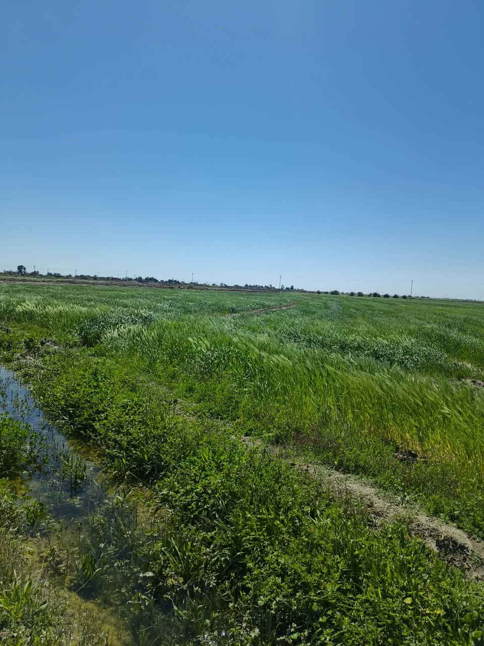 سلام عليكم يوجد شروه اللبيع زرع مساحه تغريبن ٣٥ دونم مكان قضاء النصر على طريق نعوميه قريت المحروت وشراي بخدمته ***********
