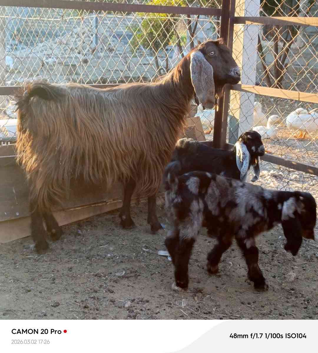 صخله شاميه دراجه اولى جواها توم نثيه وفحل ثالث بطن  مكاني بغداد التاجي ماعندي توصيل رقم
***********
***********واتساب 
***********
