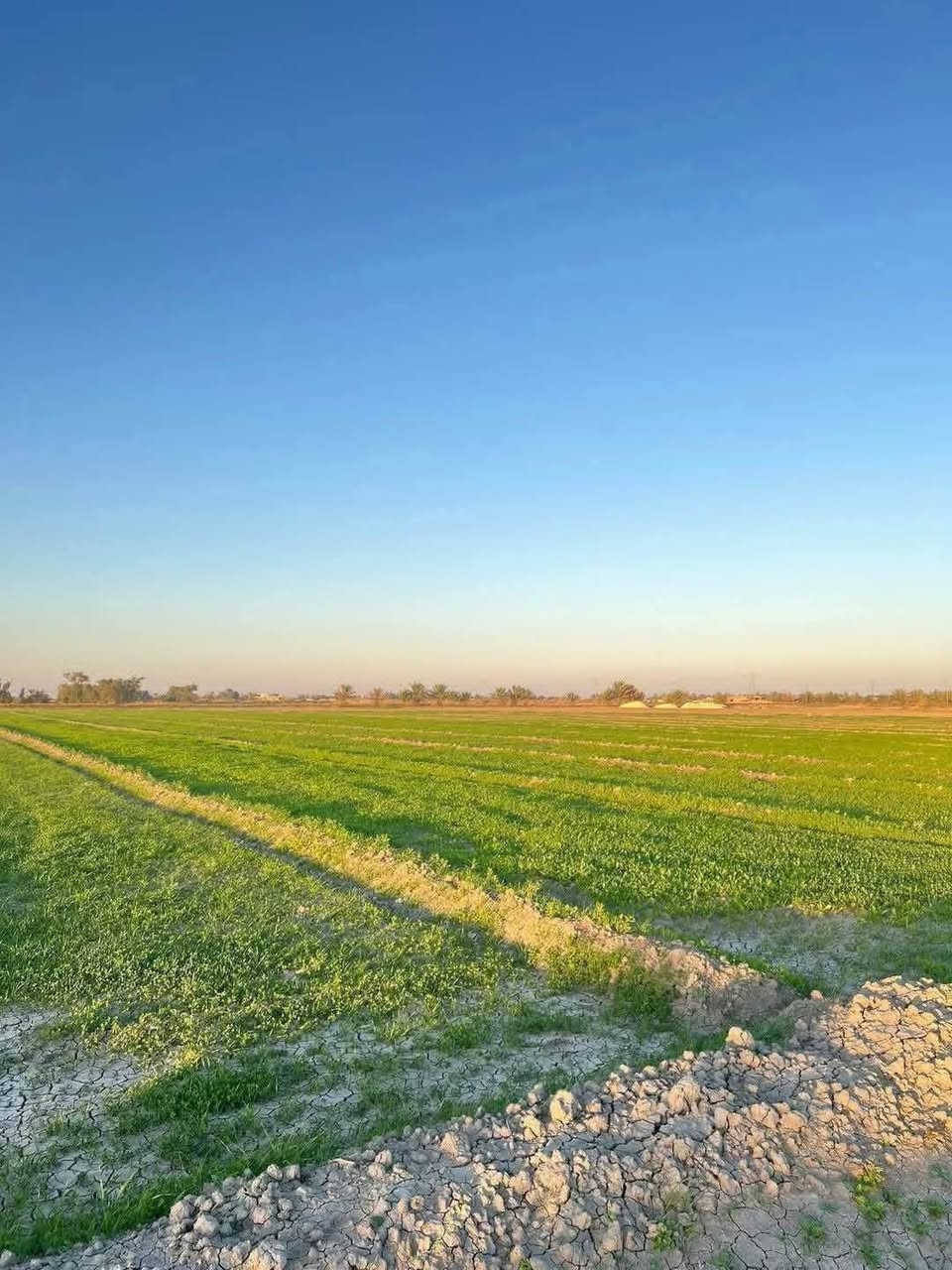 للبيع أرض بمساحة 74دونم موقع ولاغلطة ترتيب مزرعه عائليه
الموقع: جسر رعود منطقة العيساويه 
​ :طابو زراعي جميع الخدمات متوفر بل كامل 
​ السعر: الدونم. الواحد 8 وبي مجال  
​ المميزات:ثاني يوم فتح بيان بيان 
​خدمات كاملة (كهرباء، ماء سقي).
​قريبه من مدرسة.تحويل بسم مباشر 
​.
​ الضمان: شرطنا الأساسي (ما تدفع ولا فلس إلا بعد فتح البيان في دائرة الطابو باسمك).
​☎✅ للاستفسار والتواصل (واتساب):
✅*********** ✅
