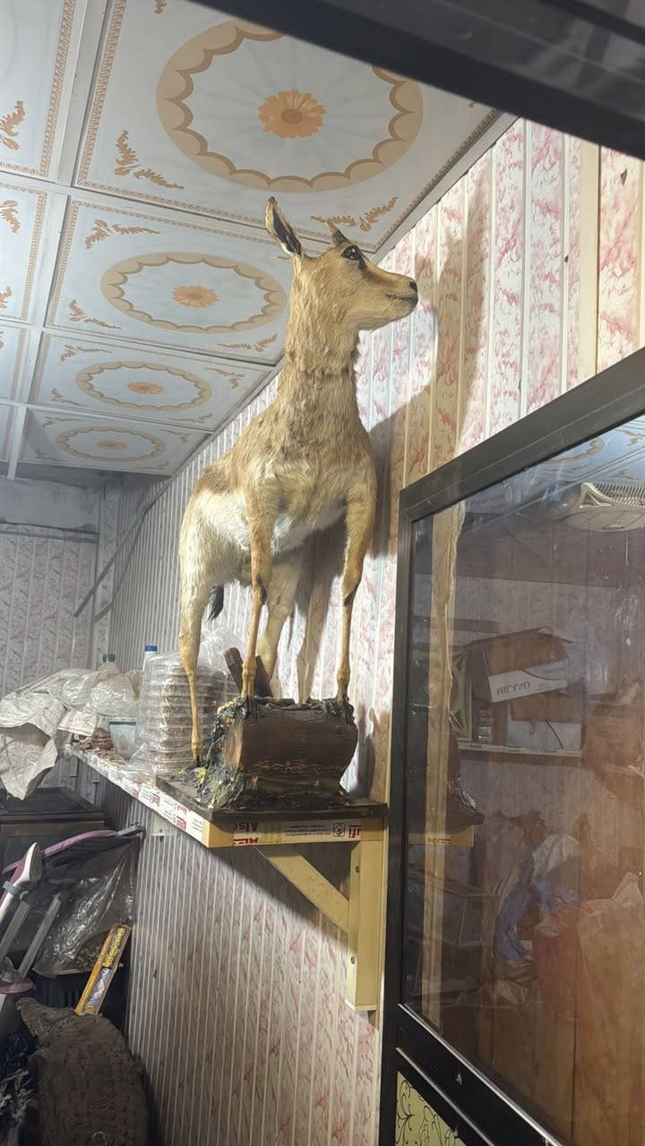 عطاريات سيد حيدر البيع كافة المحنطات


**إذا كنت صاحب هذا الإعلان وتريد حذفه لأي سبب، رجاءا أرسل رسالة إلى الدعم الفني**