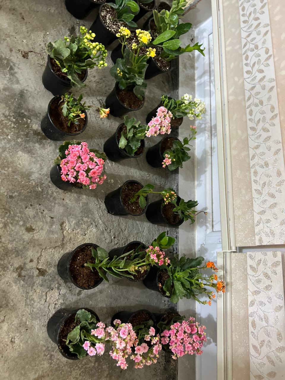 العرض راح يخلص لا تضيعونه


**إذا كنت صاحب هذا الإعلان وتريد حذفه لأي سبب، رجاءا أرسل رسالة إلى الدعم الفني**