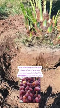 بيع نخيل • فسائل بريم • برحي مكتوم