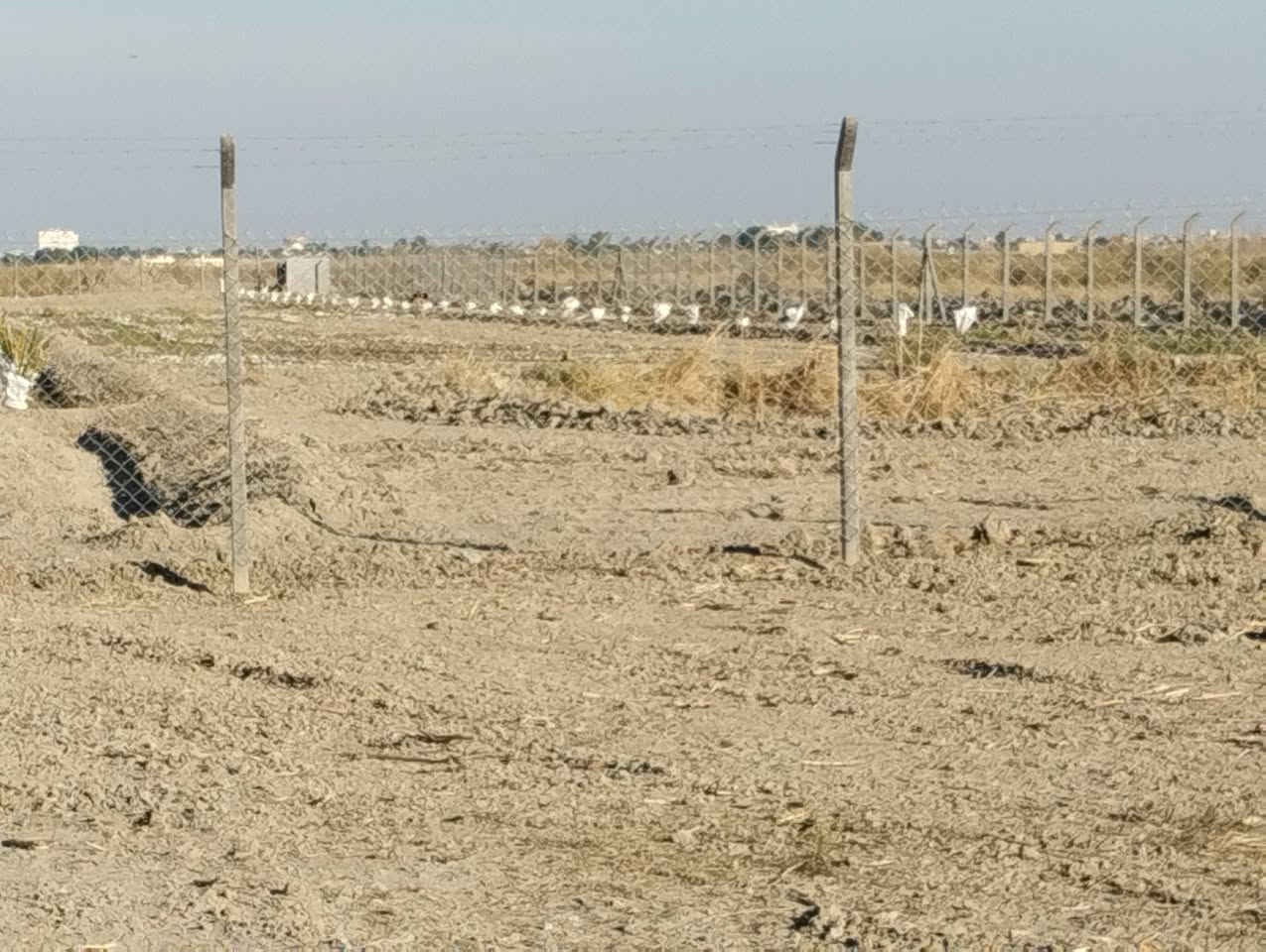 بسم الله الرحمن الرحيم 
5 دوانم زراعيه للبيع 
صوب بني ركاب 
قرب بعير
ماي مستمر
 الكاع بين نهرين 
وجه الكاع 55ونزال 250
السعر على الخاص 
للتواصل الاتصال على الأرقام 
الموجوده بالاعلان 
***********
***********
او مراسلة الصفحة 
#هادي_الحجيمي
