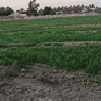 ٦ دونم • ٢٧ نخلة زهدي • قرب جسر الحمزة