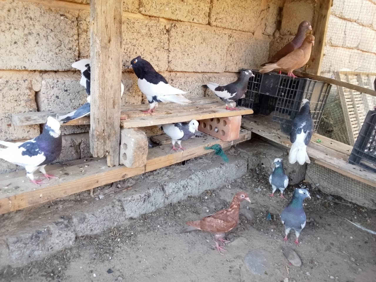 يرانيات الزوج عله 15الف مكاني بيجي ***********
